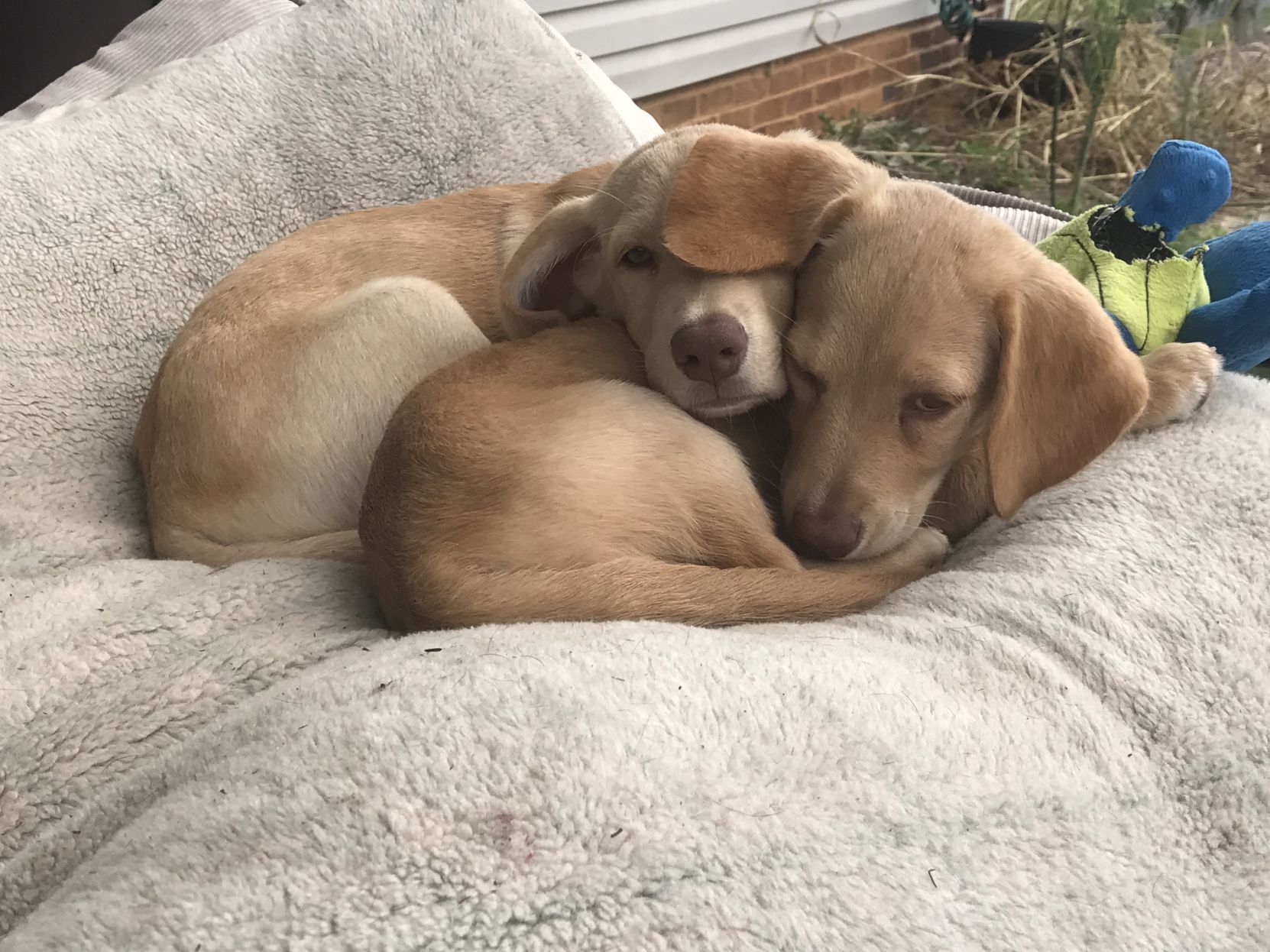 Lab Rescue - Puppy snuggles.JPG
